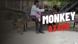 MONKEY ATACK