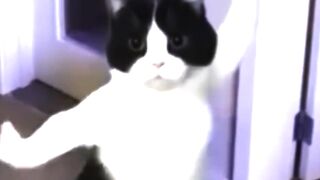 Ai cute cat dance