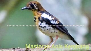 masteran bird sound of blooming anis