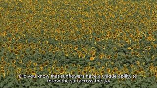 The Magical Sun Tracking Secret of Sunflowers Revealed!