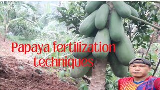 Fertilizing California Papaya Plants