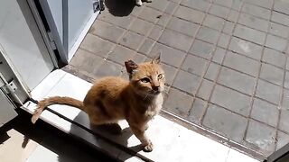 Today we were visited by the head of the stray cats and with him the mother cat who met her kitten