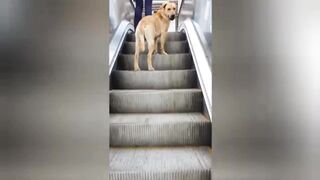 Brilliant dog climbing Escalator