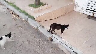 The homeless cats who live in garbage tasted the dry food became satisfied, and expressed their joy