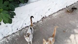 Adorable homeless cats Rescue homeless cats