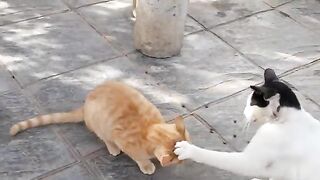 The poor cats live with an apartment complex guard who sympathizes with them and shares his power