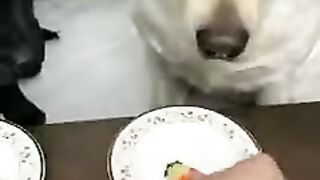 Funny prank with dog