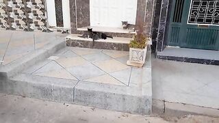 A family of homeless cats They deserve care See the beauty of this family