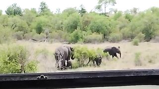 Wild Group of Elephants