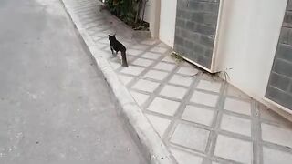 Lonely cat She wants food and refuses to approach her Rescue homeless cats