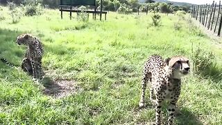 Excellent Cheetahs