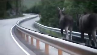 Two Moose & Man on Road