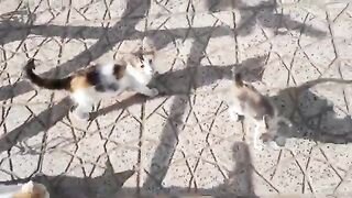 Kittens live with their mother in the vegetable market Feeding homeless kittens