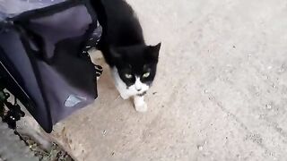 Hungry homeless cat