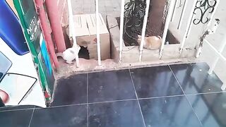 Beautiful kittens with their mother sharing food for the first time