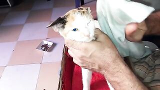 Caring for and feeding homeless cats. A cat became ill and is improving significantly