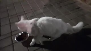 A cat lost in the cold late at night, hungry, confused, and afraid.