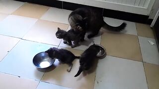 From the Streets to a Family???? Against All Odds ????The Power of Love Stray Cat's Journey to Motherhood