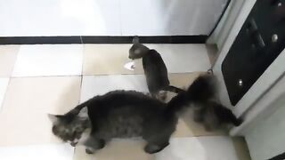 Maternal love is caring for a cat and her kittens who are hungry to feed their young