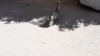 The unconditional love of homeless cats The compassionate nature of mother cats