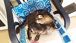 Rescue homeless cats????Nurturing Love Witnessing a Mother Cat's Devotion to Her Babies