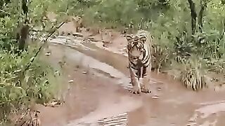 Tiger Vs King Cobra Snake