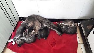 Nurturing Love Witnessing a Mother Cat's Devotion to Her Babies New life is 34 days old