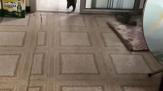 Funny_cats_videos._in_2024___Funny_cat_videos,_Funny_cute_cats,_Funny_cats.