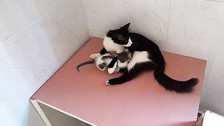 She attacked him, fearing for her children. He is a family friend.Adorable homeless cats