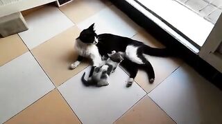 Affectionate nursing mother.Rescue stray cats - stray street cats - adorable stray cats