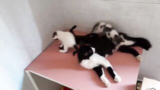 Mimi's cute family nurses her babies "Watch divine paintings" Adorable homeless cats