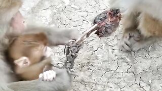 LITTLE MONKEY HAS SERIOUS INJURY