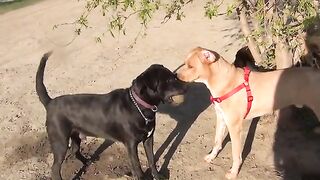 RAW!!!!!!! Yellow Lab Blue Healer Mix Fights Black Lab At Omaha Dog Park