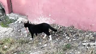 Cat Cimi loves feeds the cubs