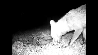 fox having a poo in a squirrel dish to mark its territory