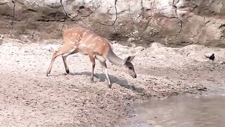 A Very Lucky Bushbuck - Escapes from Crocodile