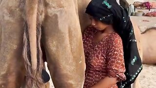 Camel Milking Amazing Video