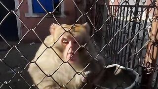 MONKEY MAGIC TRICK