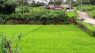 expanse of rice fields clear sky