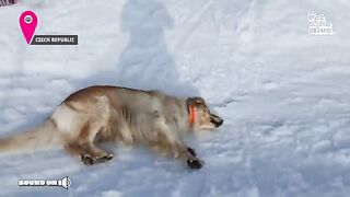 Winter Wonderland Animals | Best Funny & Cute Winter Animal Videos