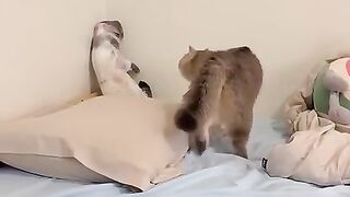 LOL Cats Are Crazy Funny & Cute Funny Pets Shorts Videos To Make Your Day ???????????? -EPS1217