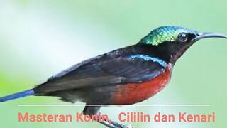 Masteran Burung Konin Cililin Kenari