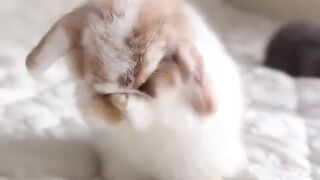 Rabbit rubbing its face