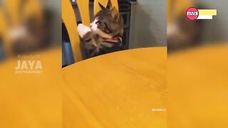 Video+Cats+Funny+Really+Make+Laugh+Until+Your+Stomach Hurts