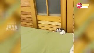 +Cats+Cute+Really+Making+Laughing+Latest