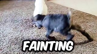 meet the mini fainting goats