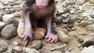 BABY MONKEY CRYING