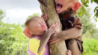 AMAZING BABY MONKEY