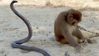 MONKEY VERSUS COBRA