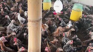 free-range chicken farming